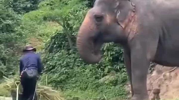 O femelă elefant din Thailanda a furat o greblă pentru a se scărpina - Sputnik Moldova