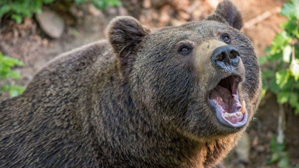 Медведь пробрался во двор школы в румынском городе Сибиу, ветеринарам пришлось его усыпить, чтобы затем переместить в безопасное место - Sputnik Молдова