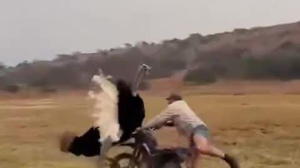 Un videoclip din Africa de Sud, care surprinde un struț atacând un motociclist și fiind pedepsit ulterior de proprietarul vehiculului a devenit viral pe rețelele de socializare din întreaga lume - Sputnik Moldova