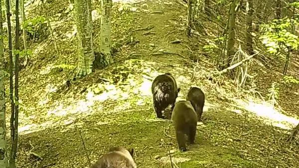 Cu mic, cu mare, toată lumea este în mișcare în pădurile din Parcul Natural Putna Vrancea, după cum se vede în imaginile frumoase captate de camerele de monitorizare, pe care le împărtășim cu dumneavoastră la finalul acestei zile - Sputnik Moldova