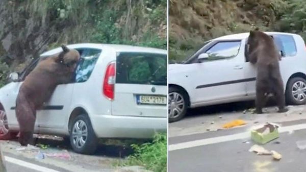 Un urs a devastat o mașină pe Transfăgărășan după ce a spart un geam și a scotocit după mâncare, în timp ce proprietarii (turiști cehi) erau plecați într-o drumeție - Sputnik Moldova