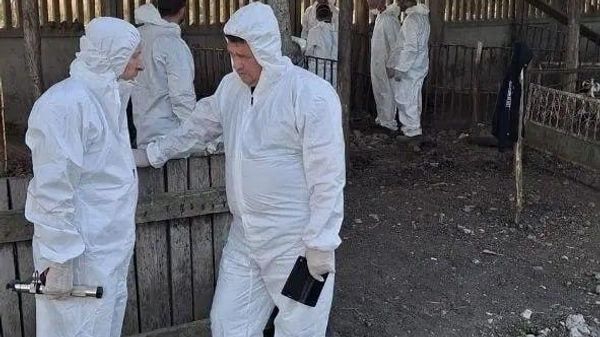 В Вулканештах специалисты ANSA провели убой, вывоз и захоронение свиней из хозяйства, в котором был выявлен очаг африканской чумы свиней - Sputnik Молдова