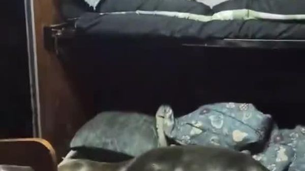 В Аргентине морской лев забрался на рыболовное судно, проник в каюту, улёгся на кровать и спокойно заснул - Sputnik Молдова