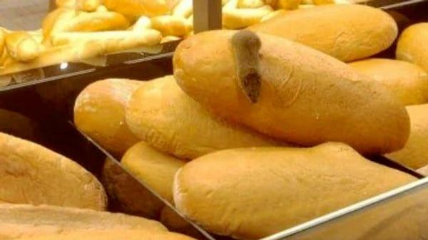 Cel puțin două cazuri de apariție a șoarecilor și șobolanilor în localuri publice de vânzare a alimentelor și de alimentație publică din Moldova au ieșit azi în evidență în presă: unul la o cafenea, altul la un Kaufland - Sputnik Moldova