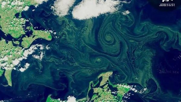 Токсичные сине-зелёные водоросли распространились по балтийскому побережью Германии из-за жары - Sputnik Молдова