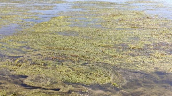 Эколог: Днестровское водохранилище стремительно мелеет — уровень опустился до 112,12 метра - Sputnik Молдова