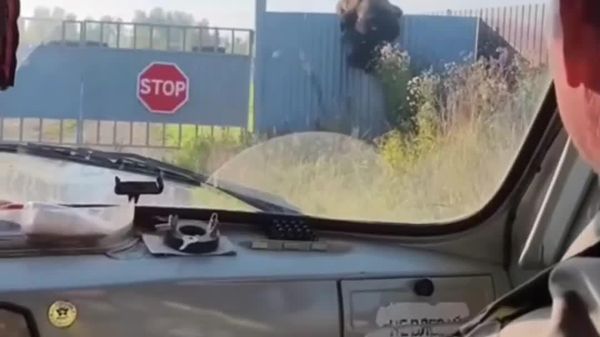 Un urs s-a cățărat pe un gard, l-a rupt și a pătruns în depoul de locomotive din regiunea Irkutsk - Sputnik Moldova