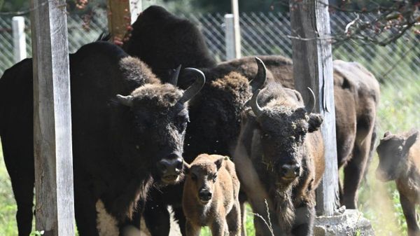 Parcul Natural Vânători Neamț, un loc în care sălbăticia, liniștea și frumusețea se întâlnesc într-un mod aparte - Sputnik Moldova