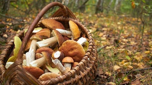Atenție la ciuperci! ANSA avertizează asupra riscului intoxicațiilor cu ciuperci - Sputnik Moldova