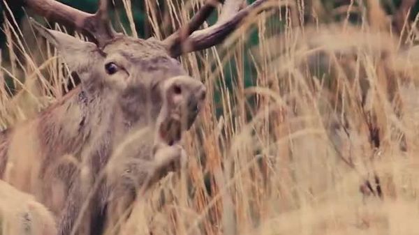 Spectaculosul boncănit al cerbilor în Parcul Natural Apuseni - Sputnik Moldova