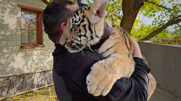 Un pui de tigru rănit, găsit de militari în Donețk, a fost transportat într-un parc de animale sălbatice din regiunea Moscovei - Sputnik Moldova
