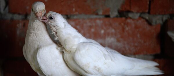 Голубятня в Великом Новгороде - Sputnik Moldova