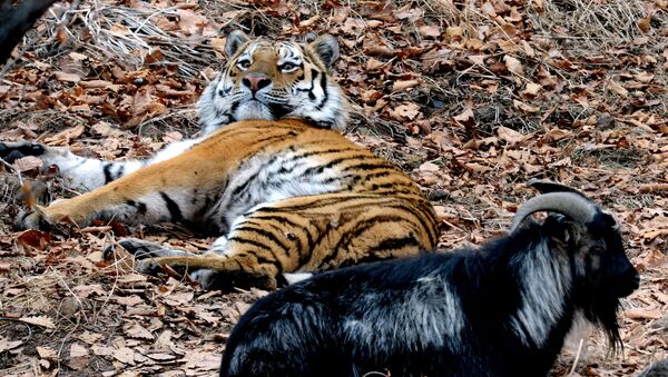 Дружба козла Тимура и тигра Амура в Приморском сафари-парке - Sputnik Молдова