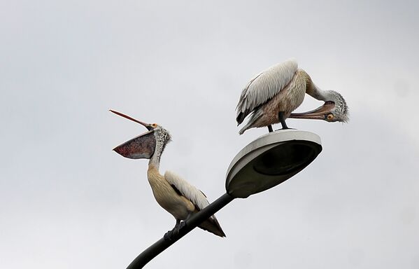 Серый пеликан на фонарном столбе в Коломбо, Шри-Ланка. Серый пеликан считается самым редким представителем семейства, в настоящее время эти птицы находятся на грани исчезновения. - Sputnik Молдова
