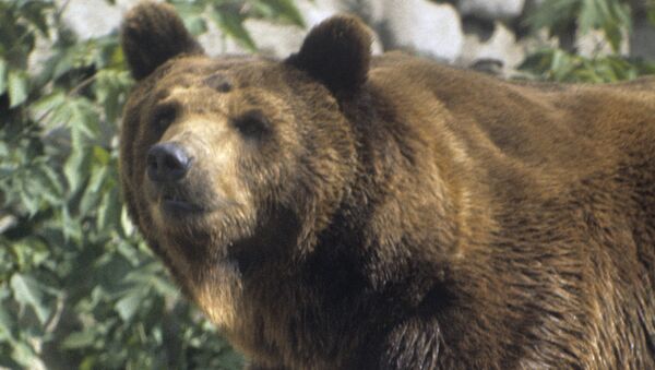 Бурый медведь - Sputnik Молдова