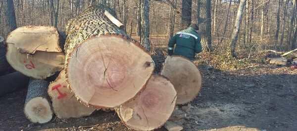 Tăierea stejarilor seculari din pădurea de lângă orașul Strășeni Tăierea stejarilor seculari din pădurea de lângă orașul Strășeni - Sputnik Moldova-România