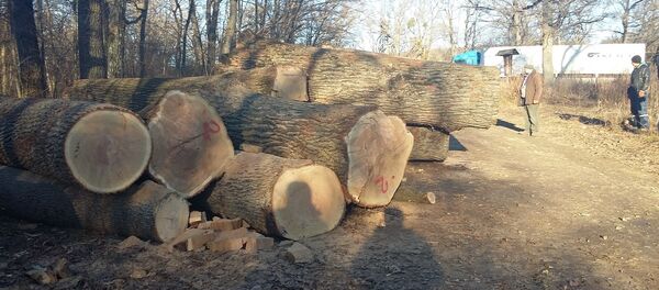Tăierea stejarilor seculari din pădurea de lângă orașul Strășeni - Sputnik Moldova-România