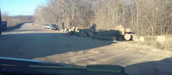 Tăierea stejarilor seculari din pădurea de lângă orașul Strășeni - Sputnik Moldova