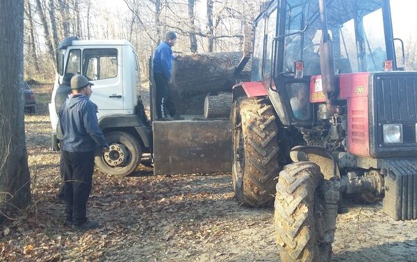 Вырубка деревьев в Страшенах. - Sputnik Молдова