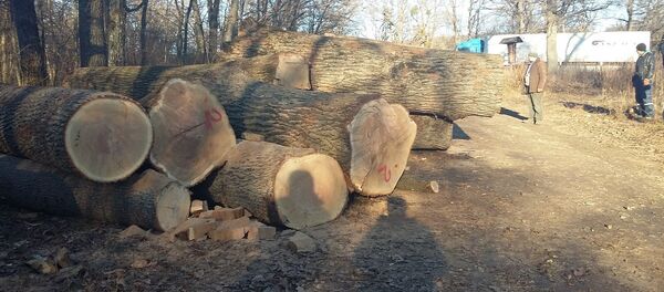 Вырубка деревьев в Страшенах. Вырубка деревьев в Страшенах. - Sputnik Молдова