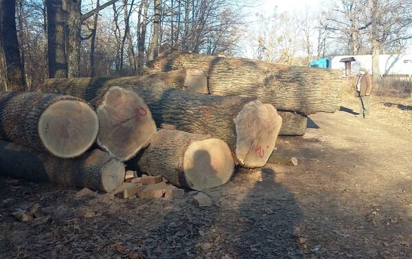 Вырубка деревьев в Страшенах. - Sputnik Молдова