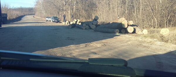 Вырубка деревьев в Страшенах. Вырубка деревьев в Страшенах. - Sputnik Молдова