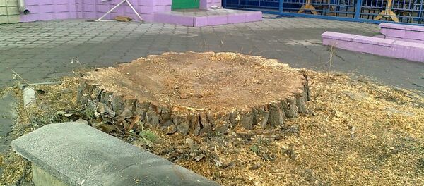 Вырубка деревьев - Sputnik Молдова