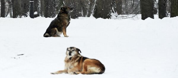 Câini în parc - Sputnik Moldova-România
