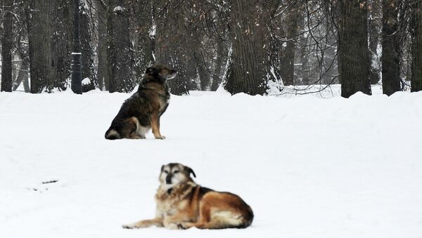 Câini în parc - Sputnik Moldova-România