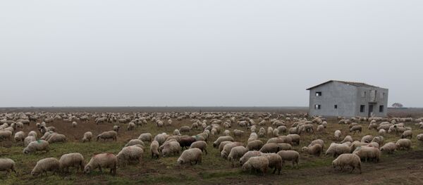 Стадо овец - Sputnik Moldova