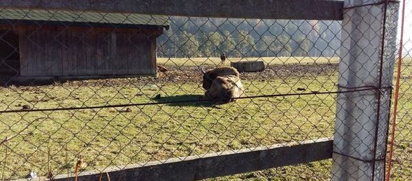 Zimbri de la Întorsătura Buzăului Zimbri de la Întorsătura Buzăului - Sputnik Moldova-România