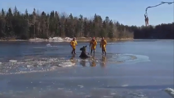Канадские пожарные топорами прорубали путь провалившемуся под лед лосю - Sputnik Молдова