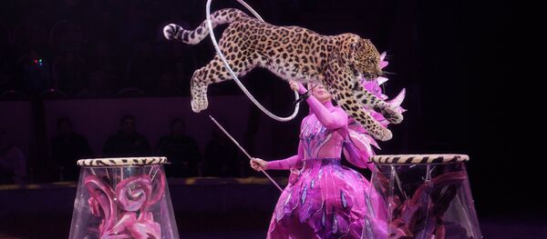 Шоу Аскольда Запашного Посланник в Санкт-Петербурге - Sputnik Moldova