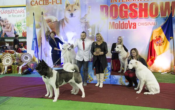 международная выставка собак - Sputnik Молдова