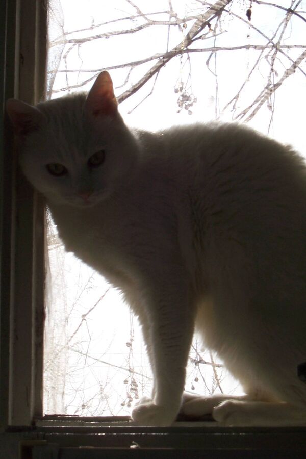 Кот Барсик неожиданно появился в окне.  - Sputnik Молдова