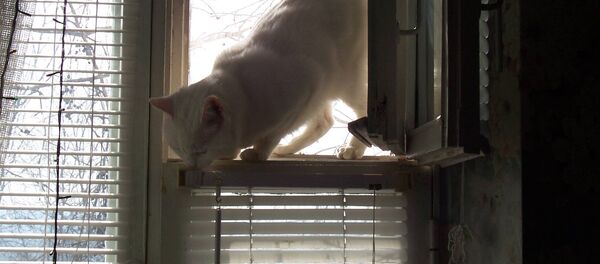 Pisică - Imagine Simbol - Sputnik Moldova