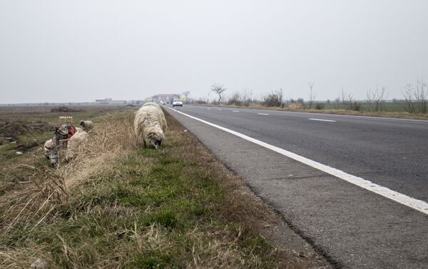 Овцы на обочине дороги - Sputnik Молдова