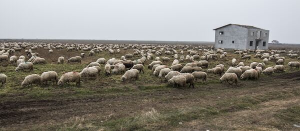 Овцы - Sputnik Молдова