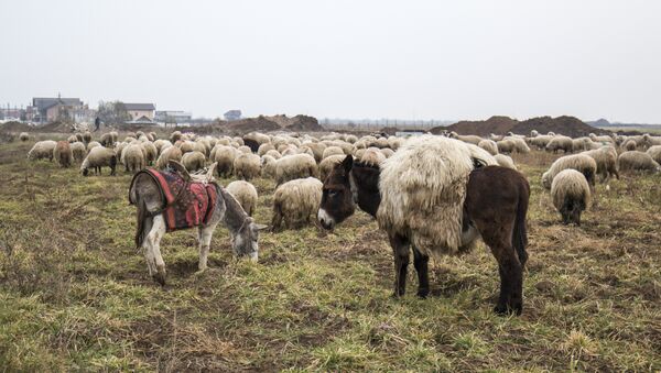 Все менее пригодными для выпаса скота становятся поля в Румынии - Sputnik Moldova-România
