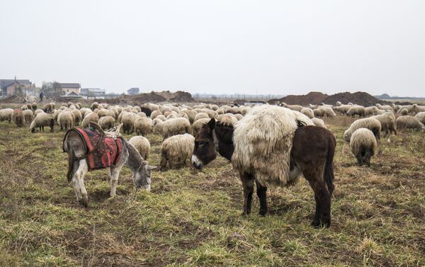Все менее пригодными для выпаса скота становятся поля в Румынии - Sputnik Молдова