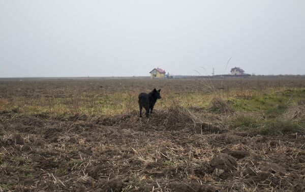 Собака в поле - Sputnik Молдова