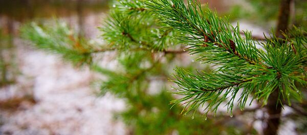 Ветка елки - Sputnik Молдова