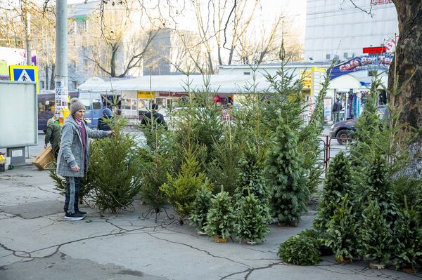 Запахло праздником: в Кишиневе началась елочная торговля - Sputnik Молдова