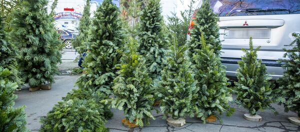 Елочный базар Елочный базар - Sputnik Молдова