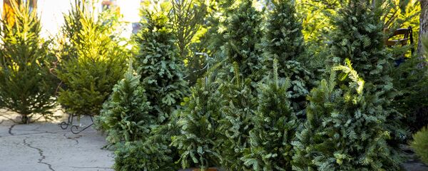 Елочный базар - Sputnik Moldova