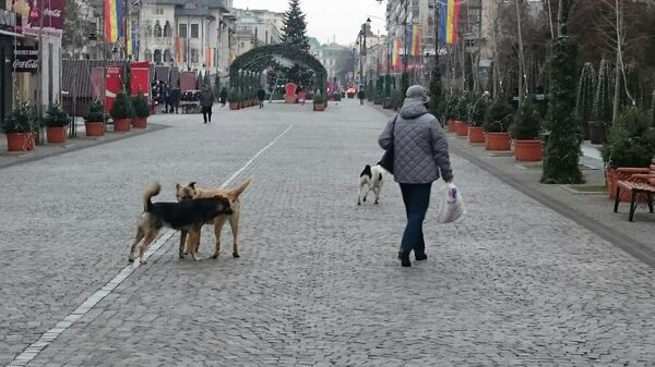 Бродячие собаки по-домашнему обосновались в центре Ясс. Бродячие собаки по-домашнему обосновались в центре Ясс. - Sputnik Молдова