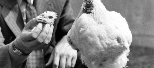 Петух Майк, проживший без головы 18 месяцев Петух Майк, проживший без головы 18 месяцев - Sputnik Молдова