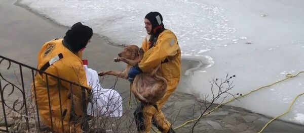 Пожарные спасли пса, провалившегося под лед - Sputnik Молдова