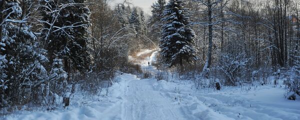 Dimineața în pădure din suburbia Moscovei - Sputnik Moldova