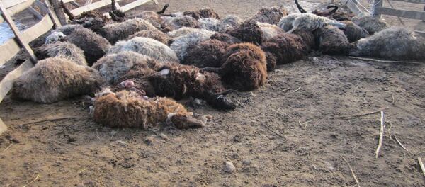 Oi de la o stână din Moldova sfâșiate de lupi Oi de la o stână din Moldova sfâșiate de lupi - Sputnik Moldova